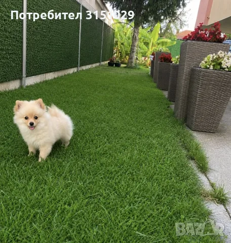 Померан мини шпиц, снимка 2 - Померан - 55485740