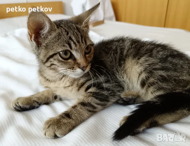 Подарявам малко котенце