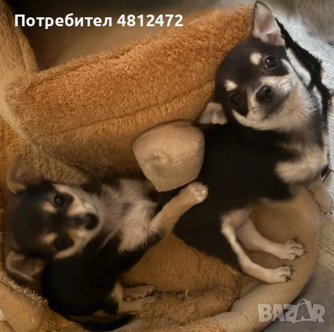 Чихуахуа женски с ваксина