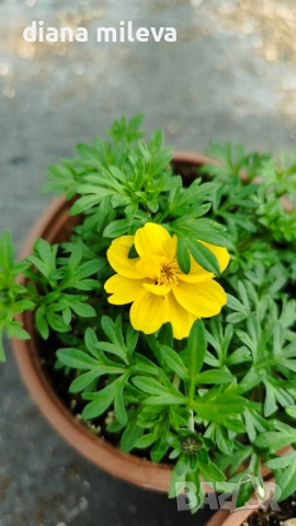 Три различни сорта Биденс!!, снимка 8 - Градински цветя и растения - 54284476