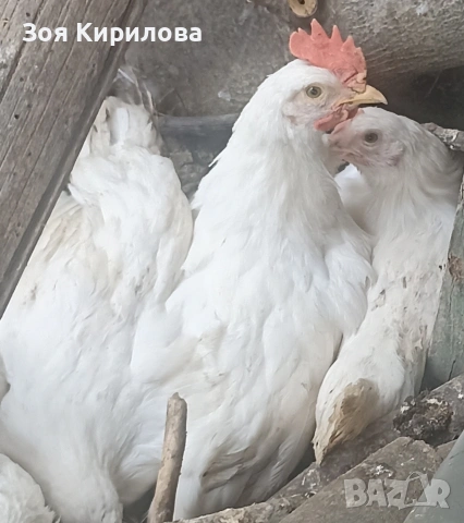 Продавам петлета Легхорн на два месеца