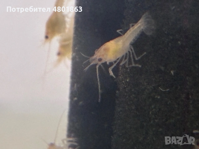 Бебета рачета Procambarus Alleni, снимка 5 - Рибки - 54671554