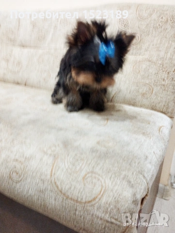 йорки, снимка 2 - Йоркширски териер - 54271278