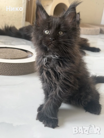 Мейн кун котенца / Мейн куун котенца / Maine coon kittens, снимка 4 - Мейн кун - 50068719