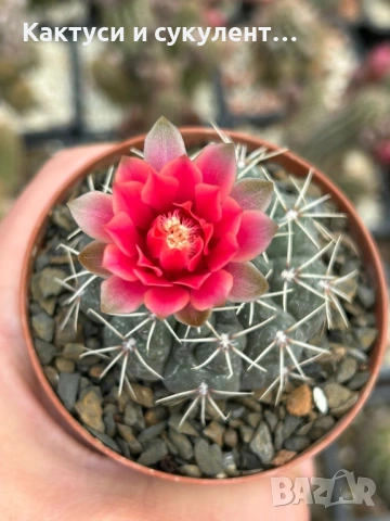 Кактус Gymnocalycium Baldianum цикламен цъфтеж уникално красив и голям цъфтеж
