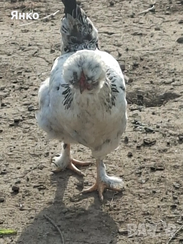 Разплодни яйца, снимка 4 - Кокошки и пуйки - 54241961
