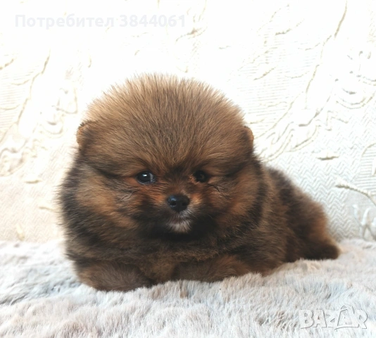 Мини померан, снимка 2 - Померан - 55068593