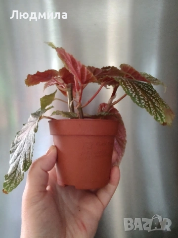 Бегония Pink Spot/ Пинк Спот, снимка 4 - Стайни растения - 54738963