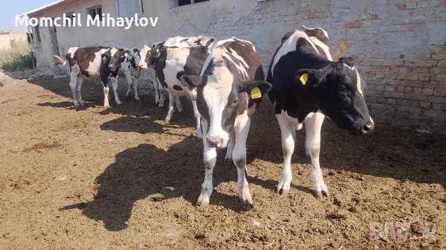 Продавам  юници