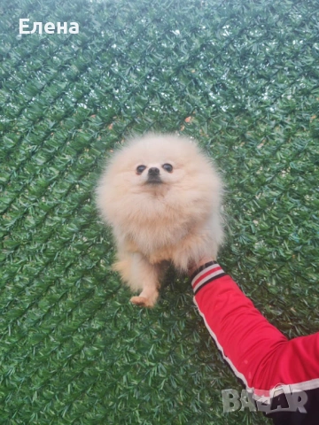 Женски померан 