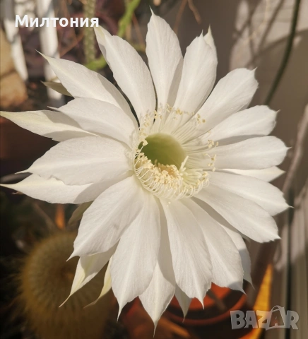 кактус ехинопсис , снимка 4 - Стайни растения - 51625446