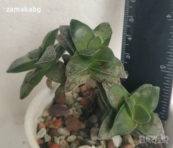 Красула (Crassula Springtime), сукулентно растение