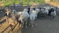 Продавам стадо от 240 овце - млади, здрави и добре гледани, снимка 12