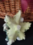 Красив свещник 3D цветя Capodimonte , снимка 4