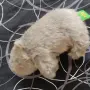 подарявам плюшена играчка, снимка 2