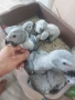 Кралски жака ръчно хранени от Zoo ЛУКС Аратинга Русе , снимка 2