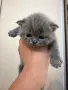 шотландска клепоуха, снимка 10