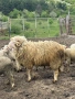 Ovce, снимка 2