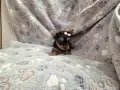йорквширски териер момиченце, снимка 1