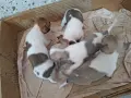Кученца чихуахуа , снимка 7