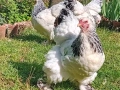 Яйца от колумбийска брама, снимка 3