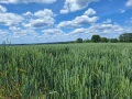 Търся ЗЕМЕДЕЛСКА ЗЕМЯ за купуване и арендоване в района на с. Орлов дол, с. Владимирово, с. Главан, снимка 5