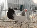 Продавам бяло-колумбийски Розкомб , снимка 2