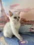 британски котенца, снимка 5