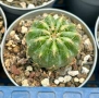 Кактус Oroya Peruviana var minima , снимка 5