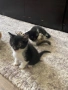 Подарявам малки котета, снимка 4