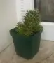 Кактус Mammillaria decipiens, снимка 4