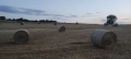 Бали планинско ливадно сено, снимка 3