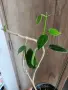 Хоя Susuela с няколко нови растежа, снимка 1