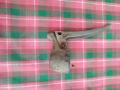 стари части , снимка 8