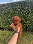Мини пудели / Mini Poodles, снимка 2