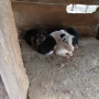 Куче хъски , снимка 2