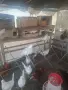 Млади кокошки предпронасяне, снимка 1