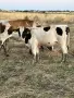 Продавам Месодайни Крави, снимка 5