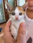 Страхотно женско  коте!, снимка 1