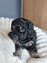 Ексклузивни Малтипу F1b бебета (Maltipoo) + Пълен Премиум Стартов Пакет (Подарък над 300€), снимка 6