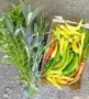 🌶️🌿Свежи Билки и Люти Чушлета Мix, снимка 1