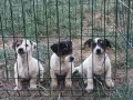 Джак ръсел териер , снимка 3