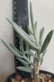 Сенецио (Senecio serpens) сукулентно растение 13-14 см, снимка 2