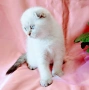 Шотландско мъжко Скоттиш Фолд , снимка 7