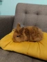 Малки декоративни зайчета , снимка 1