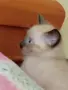 Мъжко сиамско коте, снимка 16