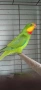 птици на добри цени 🦜, снимка 5