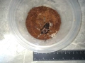 Tarantula - Продавам Тарантyли от снимите - получавате това което виждате, снимка 9