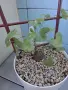 Dioscorea elephantipes и Dioscorea Sylvatica, снимка 3