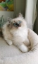 Ragdoll рагдол/регдол  котe , снимка 1